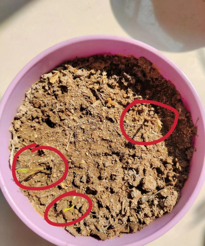 小众送妈妈的花有哪些花