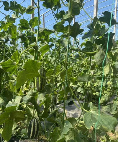 小众送妈妈的花有哪些花