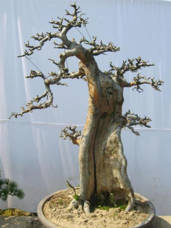 小众送妈妈的花有哪些花