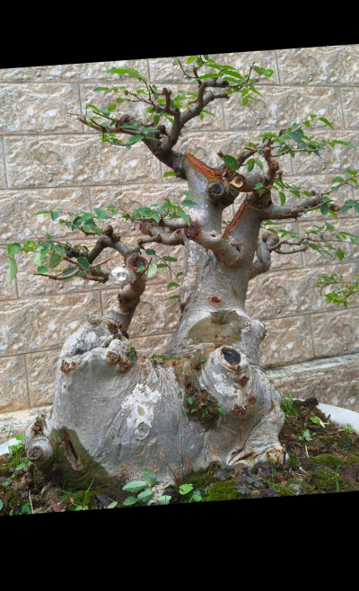 花皮榆适合广东种植吗