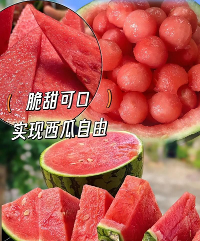 8424麒麟西瓜多久成熟种植周期与关键管理技术详解