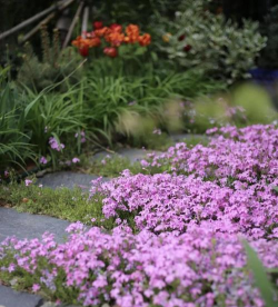 芝樱花落了之后会结种子吗