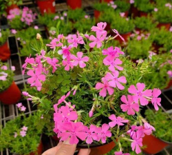 小众送妈妈的花有哪些花