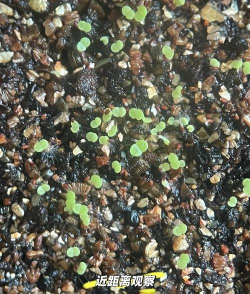 小众送妈妈的花有哪些花