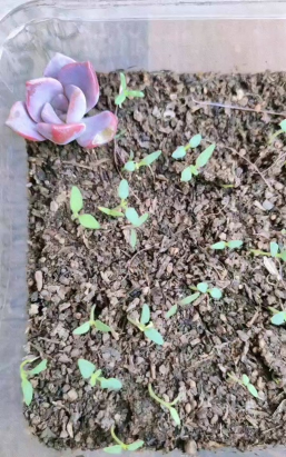 小众送妈妈的花有哪些花