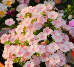 小众送妈妈的花有哪些花