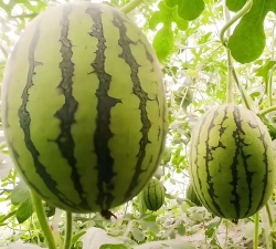 小众送妈妈的花有哪些花