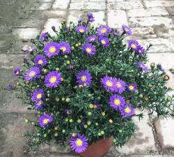 小众送妈妈的花有哪些花