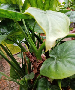 小众送妈妈的花有哪些花