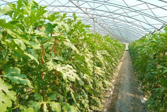 甜王西瓜能长多大高产种植技术全解析（含不同季节与地区解决方案）