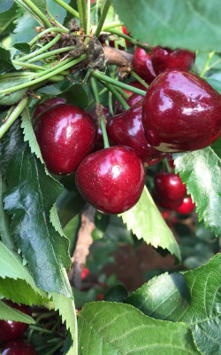 美早樱桃核能种吗专业种植技术详解与季节地区适配方案