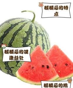 麒麟瓜是三倍体西瓜吗品种特性与高效种植技术全解析