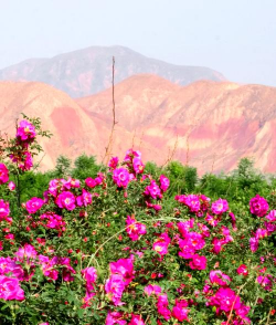小众送妈妈的花有哪些花