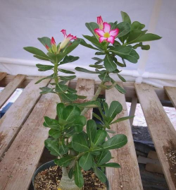 小众送妈妈的花有哪些花