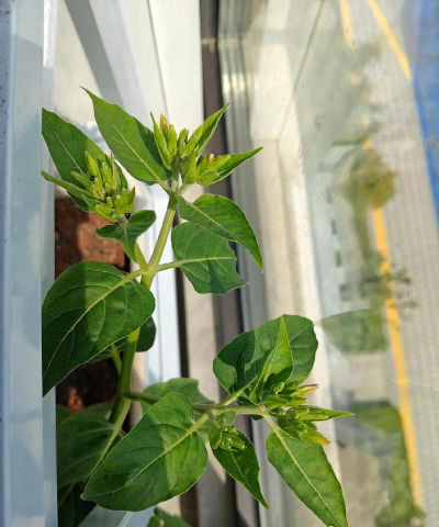 小众送妈妈的花有哪些花