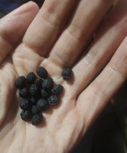 小众送妈妈的花有哪些花