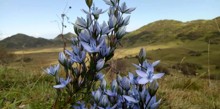 小众送妈妈的花有哪些花