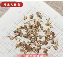 小众送妈妈的花有哪些花