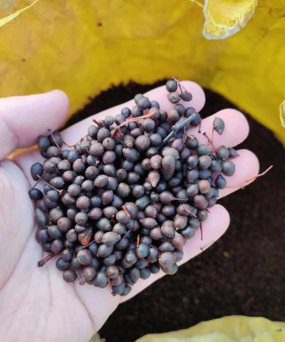 小众送妈妈的花有哪些花