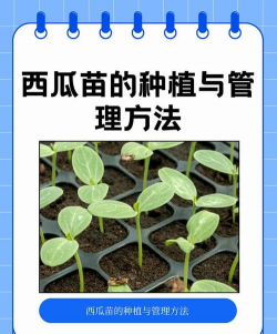 麒麟西瓜一颗苗留几个西瓜科学留瓜技术详解与不同地区季节管理方案