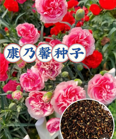 小众送妈妈的花有哪些花