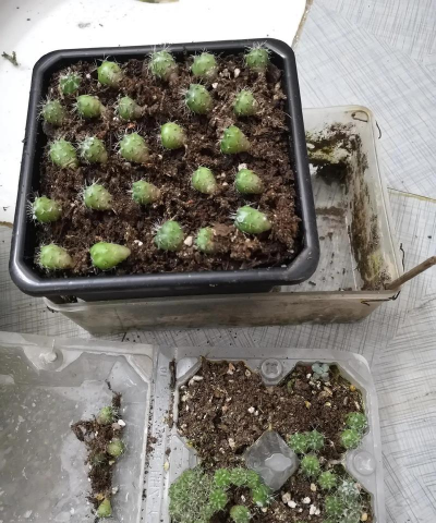 小众送妈妈的花有哪些花