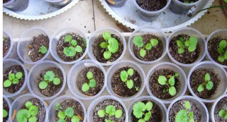 小众送妈妈的花有哪些花