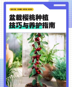 美早大樱桃需要授粉树吗权威种植技术详解与四季管理方案