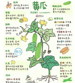密刺黄瓜种植技术全解：种黄瓜子的科学方法与四季管理方案