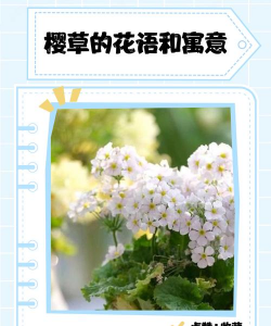 小众送妈妈的花有哪些花