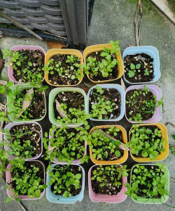 小众送妈妈的花有哪些花