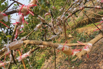 小众送妈妈的花有哪些花