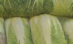 小众送妈妈的花有哪些花