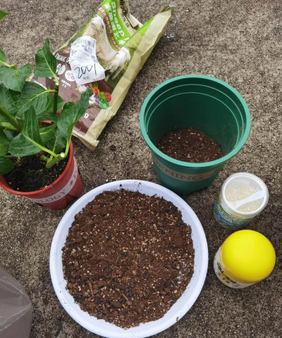 小众送妈妈的花有哪些花