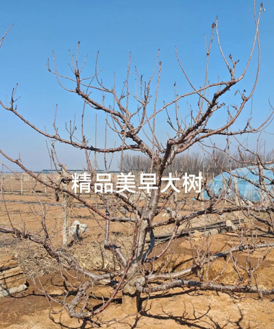 美早大樱桃授粉树选择与配套种植技术全解析