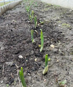 小众送妈妈的花有哪些花