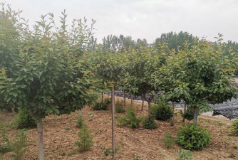 美早大樱桃坐果专用药使用技术全解析：提升坐果率的关键措施