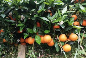 小众送妈妈的花有哪些花