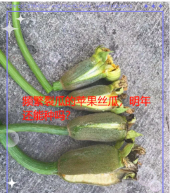 小众送妈妈的花有哪些花