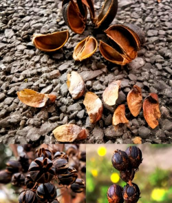 小众送妈妈的花有哪些花