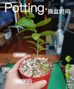 小众送妈妈的花有哪些花