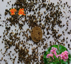 小众送妈妈的花有哪些花