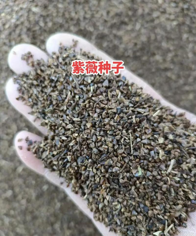 小众送妈妈的花有哪些花