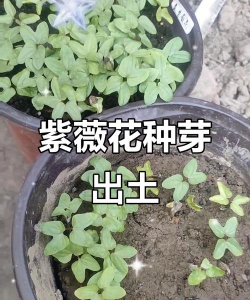 小众送妈妈的花有哪些花