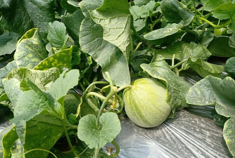 小众送妈妈的花有哪些花