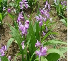 紫花白芨种子价格