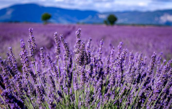 小众送妈妈的花有哪些花