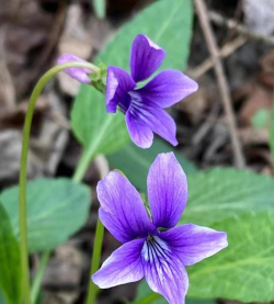 小众送妈妈的花有哪些花