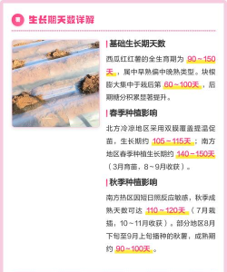 西瓜红红薯的生长周期是多少权威解析与全周期种植技术指南