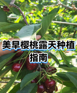美早大樱桃的管理：全周期精细化种植技术指南